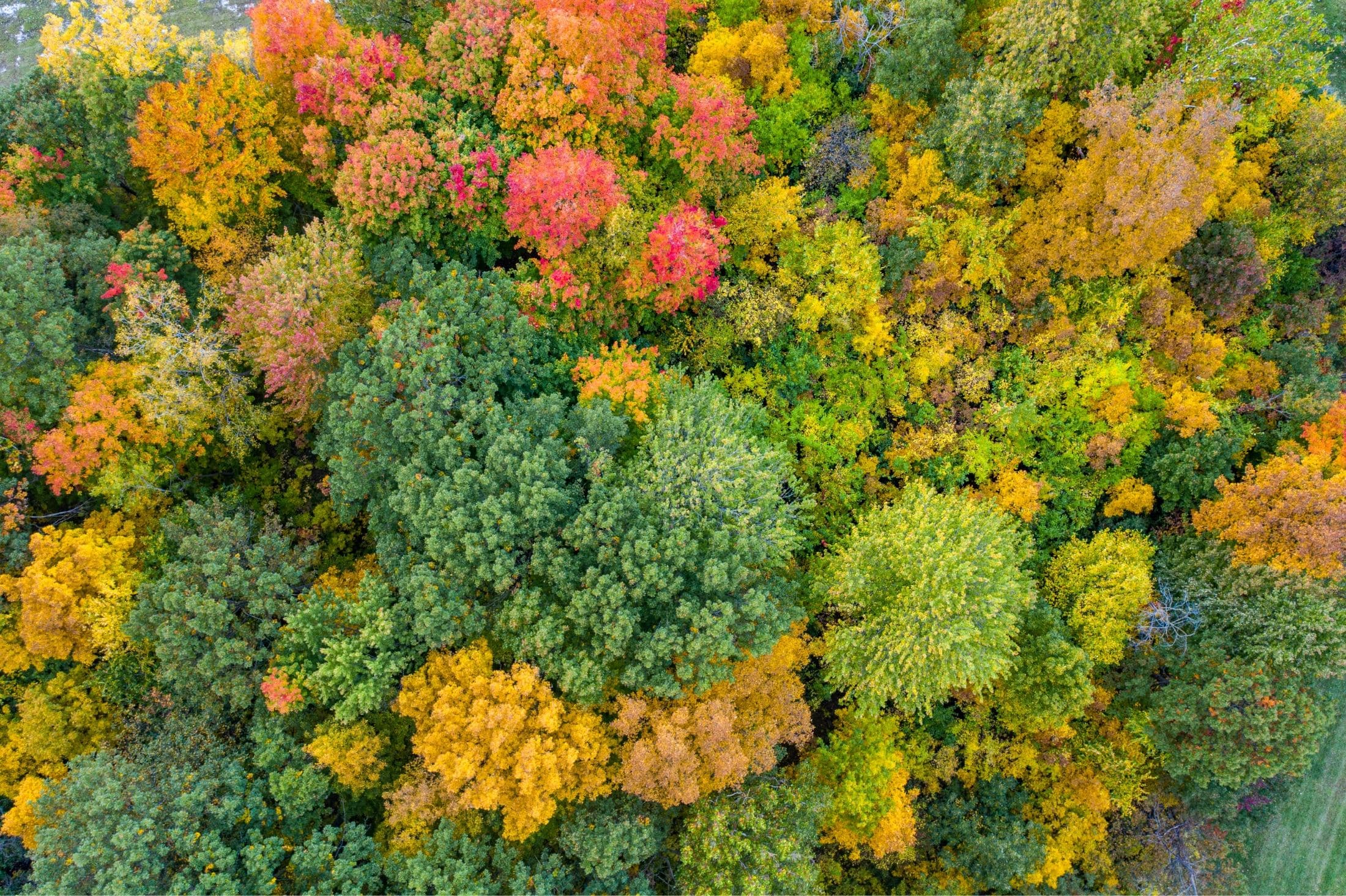 Sterling Heights Classic Car Show - Cars, Bikes & Guitars