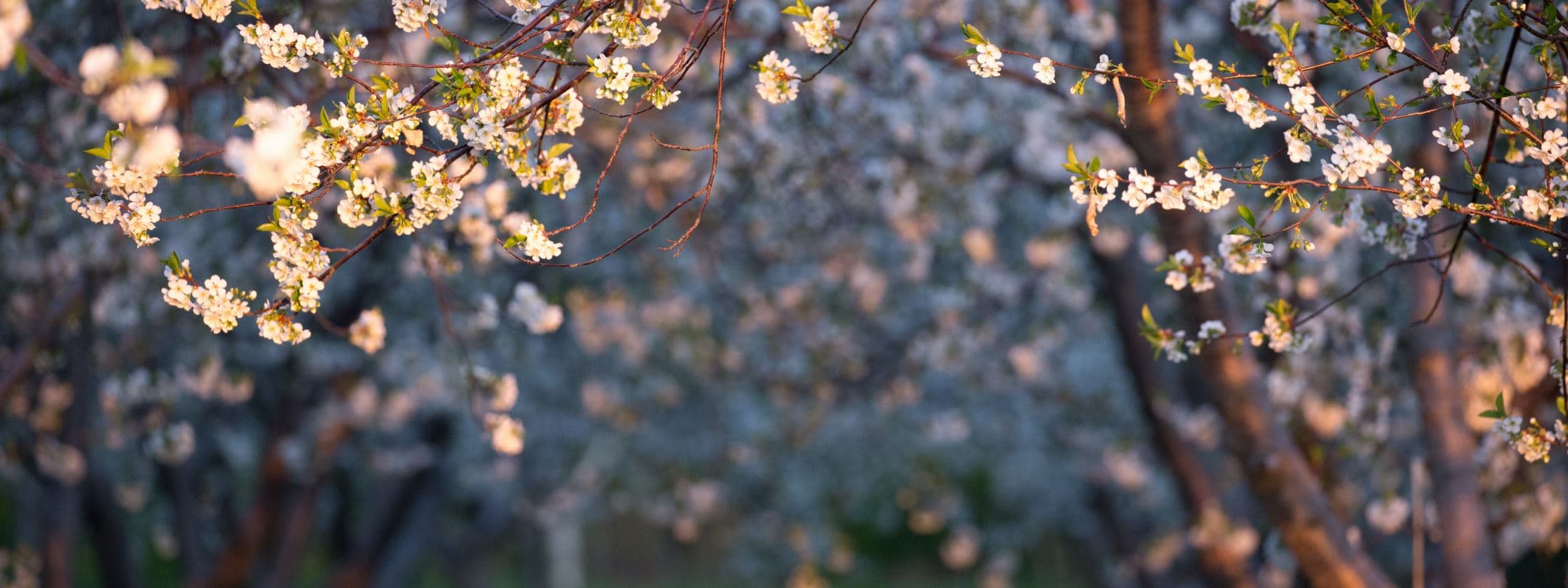 All American Wayne Road Cruise