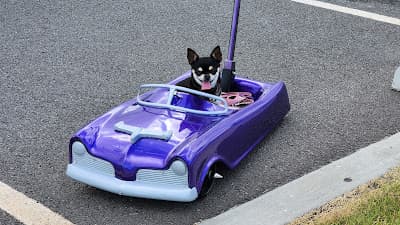 Bleizn FX Cruz Nights