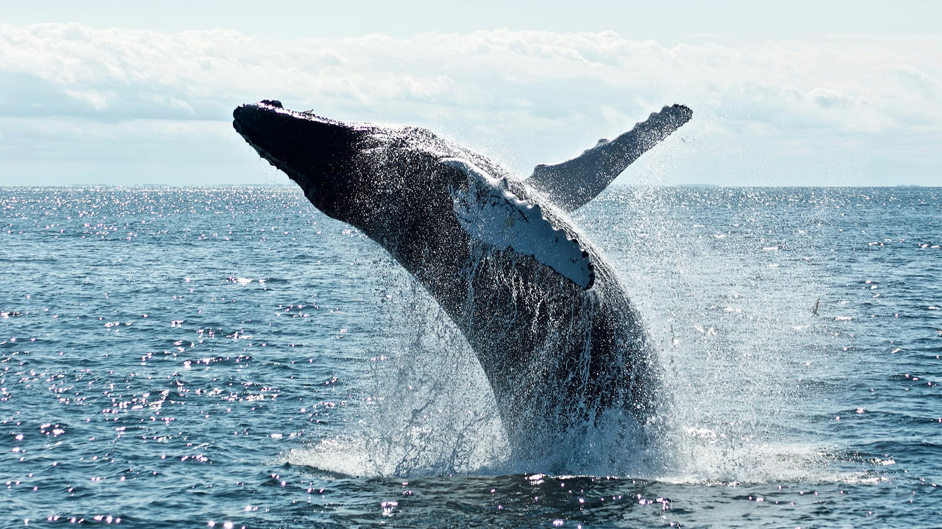 Festival of Whales Classic Car Displays