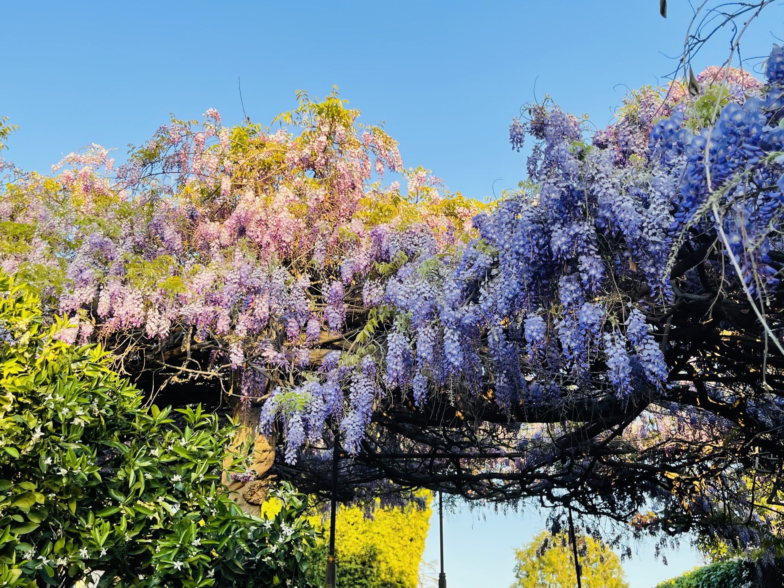 Sierra Madre Wistaria Festival Classic Car Show