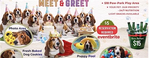 Basset Hound Meet & Greet