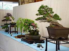 66th ANNUAL BONSAI & SUISEKI SHOW AND SALE, Sat April 11 & Sun April 12